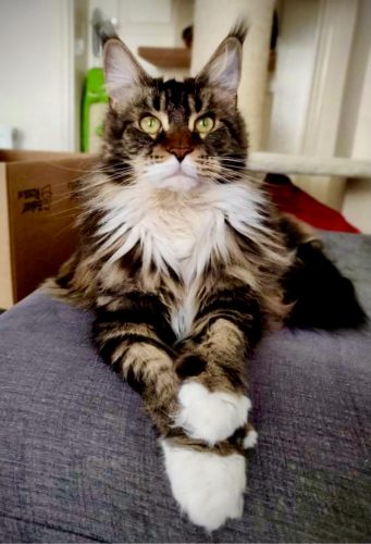 Ripley - Maine Coon Cat