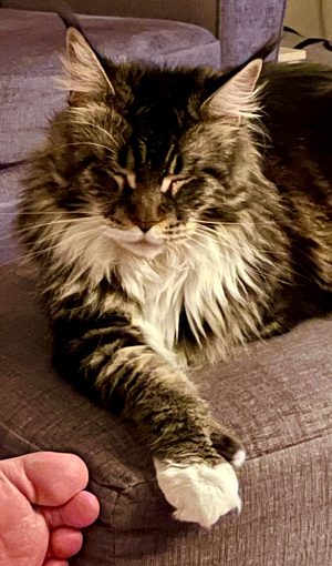 Ripley Maine Coon Cat
