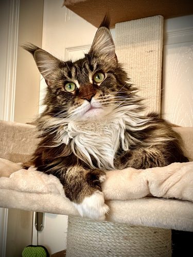 Ripley - Maine Coon Cat